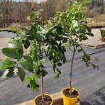 Limetka (Citrus × aurantiifolia) ´BEARSS´ – výška 110-140 cm, kont. C10L